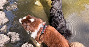 shana pet sitter à BRIE COMTE ROBERT 77170_5