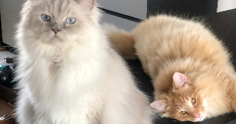 carla pet sitter à STRASBOURG 67000_3