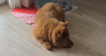 emilie pet sitter à PERPIGNAN 66000_1
