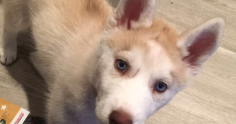 candie pet sitter à Perpignan 66000_3
