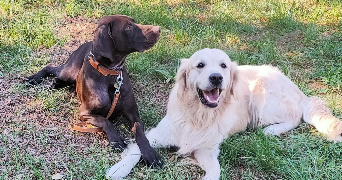 floriane pet sitter à THEZIERS 30390_3