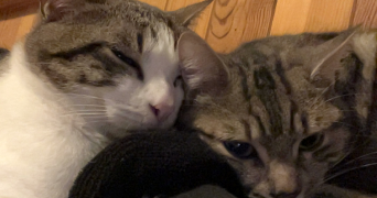 oceane pet sitter à LE PONT DE CLAIX 38800_5