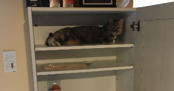 marine pet sitter à LA BOSSE DE BRETAGNE 35320_3