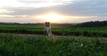 amandine pet sitter à THIAUCOURT REGNIEVILLE 54470_1