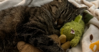 emilie pet sitter à DIJON 21000_1
