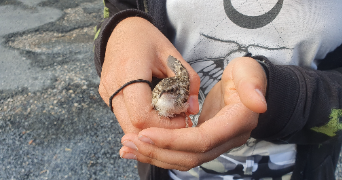 fiona pet sitter à CHAMPAGNY EN VANOISE 73350_4