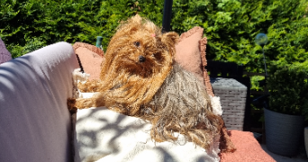 edwige dog sitter à MONTMAGNY 95360_3