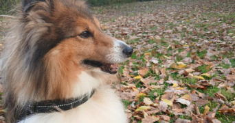 victoria pet sitter à RENNES 35700_3