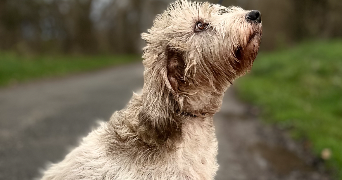 laura pet sitter à SAINTES 17100_2