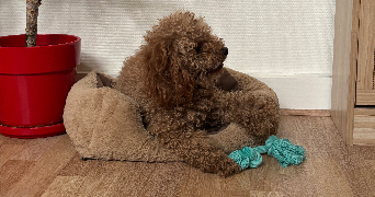 louis et jéromine  pet sitter à PARIS 10 75010_6