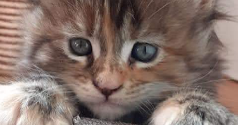 ruby pet sitter à REALMONT 81120_8