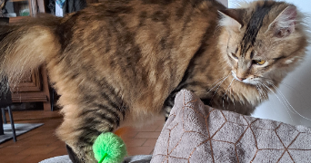 yaelle pet sitter à TOULOUSE 31000_3