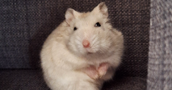 alizé dog sitter à EVREUX 27000_5