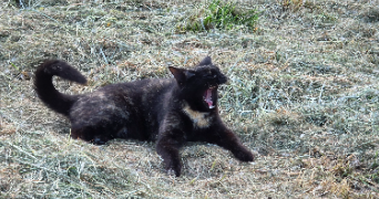 tristan pet sitter à POMPIGNAC 33370_3