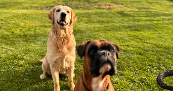 angélique pet sitter à Avranches 50300_2