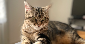 lorenza pet sitter à REIMS 51100_3