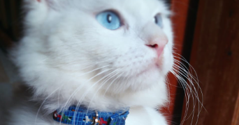 ikram pet sitter à MONTPELLIER 34070_2