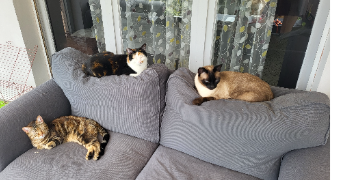 clémentine pet sitter à ECKBOLSHEIM 67201_9