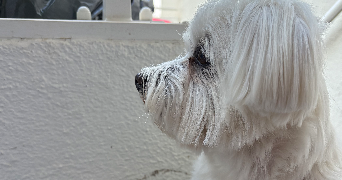 mégane pet sitter à BANDOL 83150_2