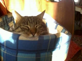 catherine pet sitter à Auray 56400_3