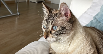 anna pet sitter à ROQUEBRUNE CAP MARTIN 06190_1