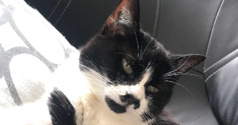 ilona pet sitter à HAGONDANGE 57300_5