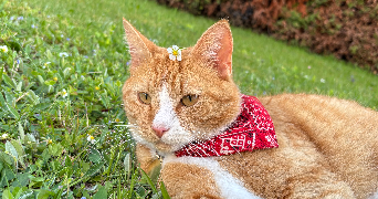 nina pet sitter à PARIS 18 75018_1