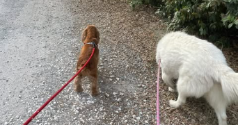 clémence pet sitter à JUNAS 30250_2