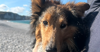 anastacia pet sitter à PARIS 15 75015_1