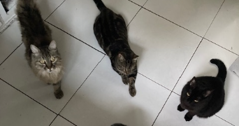 julia pet sitter à Marseille 13000_7
