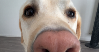 hanna pet sitter à PLAISIR 78370_3