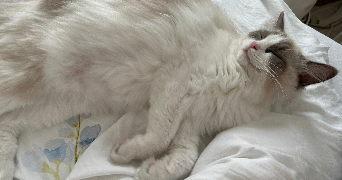 anne pet sitter à CHERBOURG EN COTENTIN 50100_2