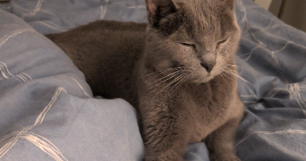 clémentine pet sitter à Thouaré sur loire 44470_4