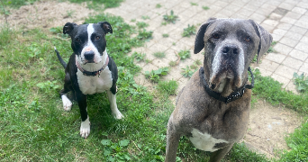 mélanie pet sitter à TOURS 37000_5