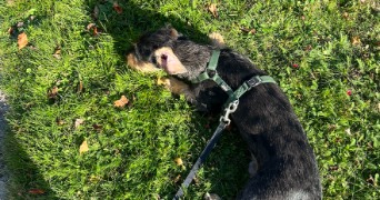 lou pet sitter à RENNES 35000_1