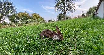 marion pet sitter à DRACHENBRONN BIRLENBACH 67160_1