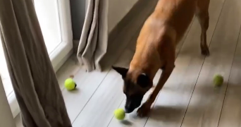 celine pet sitter à LE LUC 83340_8