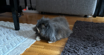 valerie pet sitter à LYON 03 69003_6
