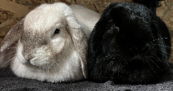 ines pet sitter à LEERS 59115_0