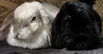 ines pet sitter à LEERS 59115