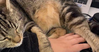 elise pet sitter à TOURCOING 59200_0