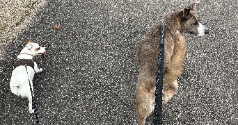 noémie pet sitter à BON ENCONTRE 47240_4