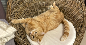 manon pet sitter à DIEULEFIT 26220_2