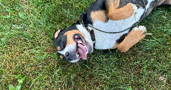chrystie pet sitter à SORGUES 84700_3