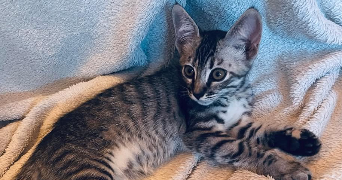 emilie pet sitter à Vélizy-Villacoublay 78140_1