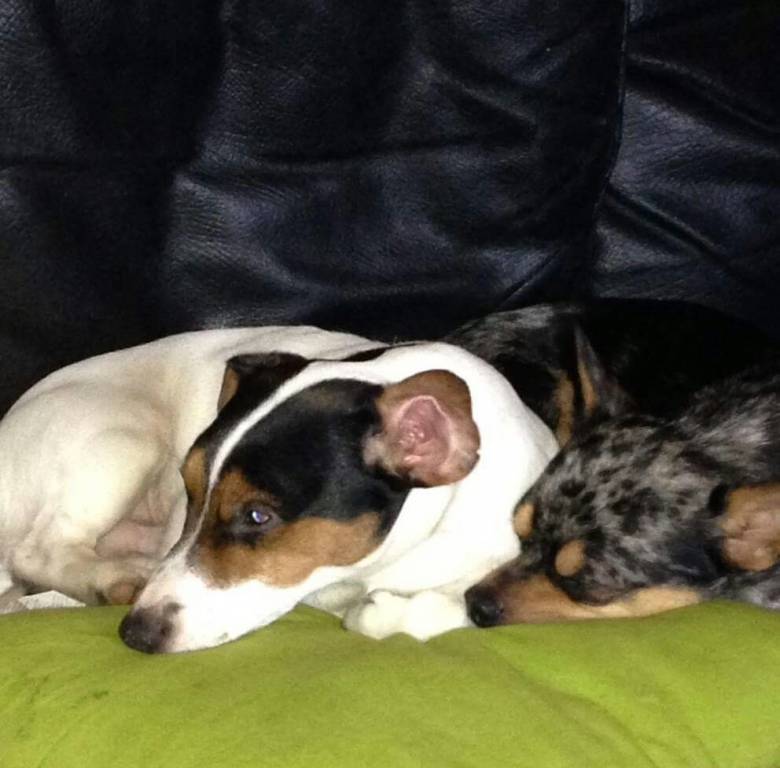 stéphanie pet sitter à Brunoy 91800_0