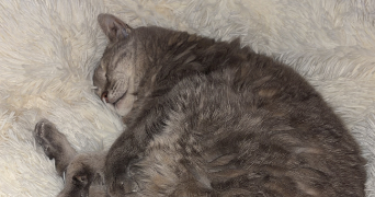 chloé pet sitter à MALATAVERNE 26780_4