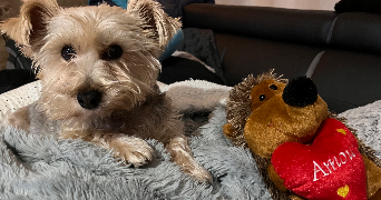 cynthia pet sitter à BOUZEL 63910_9