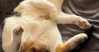 lisa pet sitter à VANDOEUVRE LES NANCY 54500_3