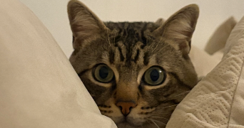 ryan pet sitter à TOULOUSE 31500_0